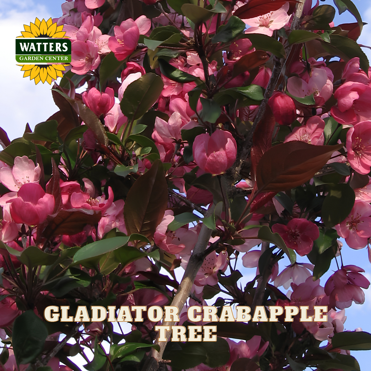 GLADIATOR CRABAPPLE TREE 10gal