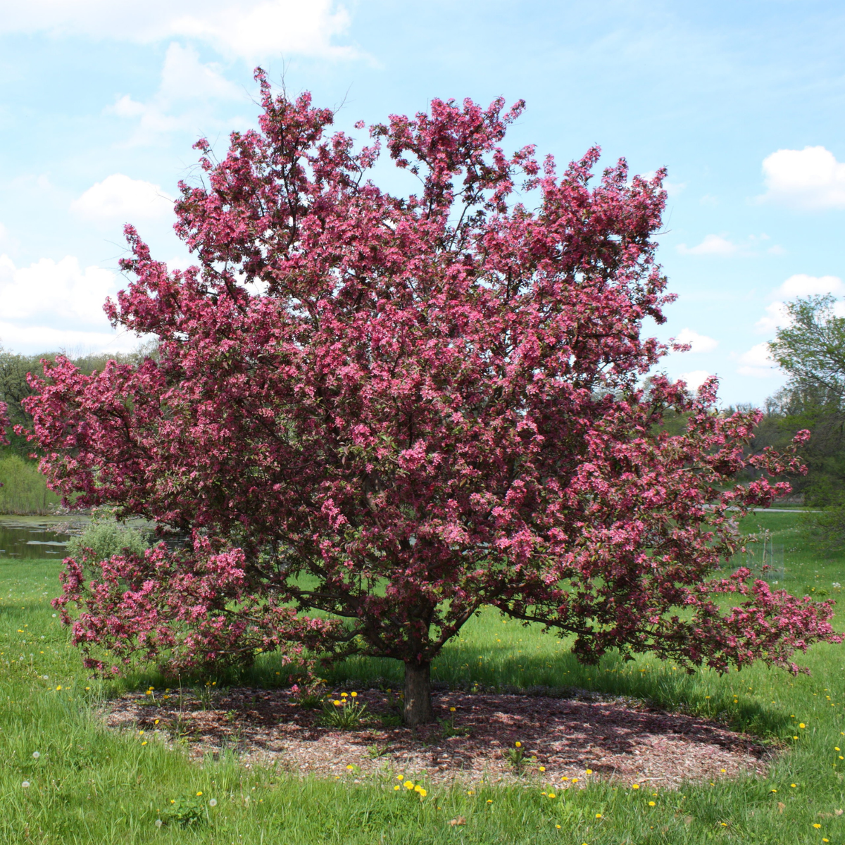 GLADIATOR CRABAPPLE TREE 10gal