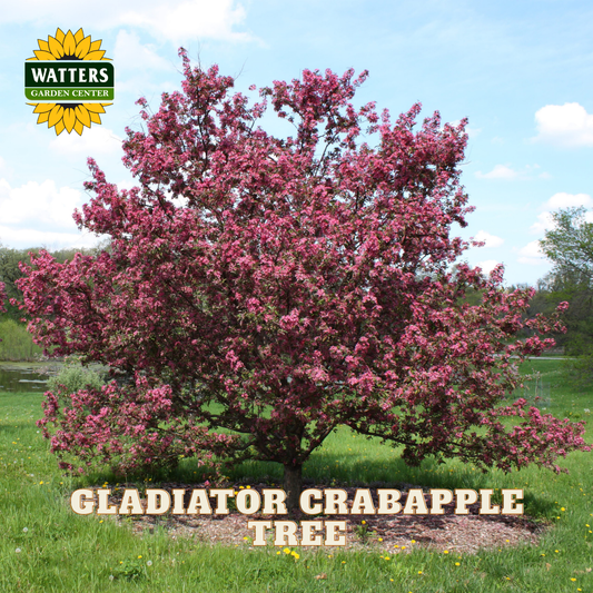 GLADIATOR CRABAPPLE TREE 10gal