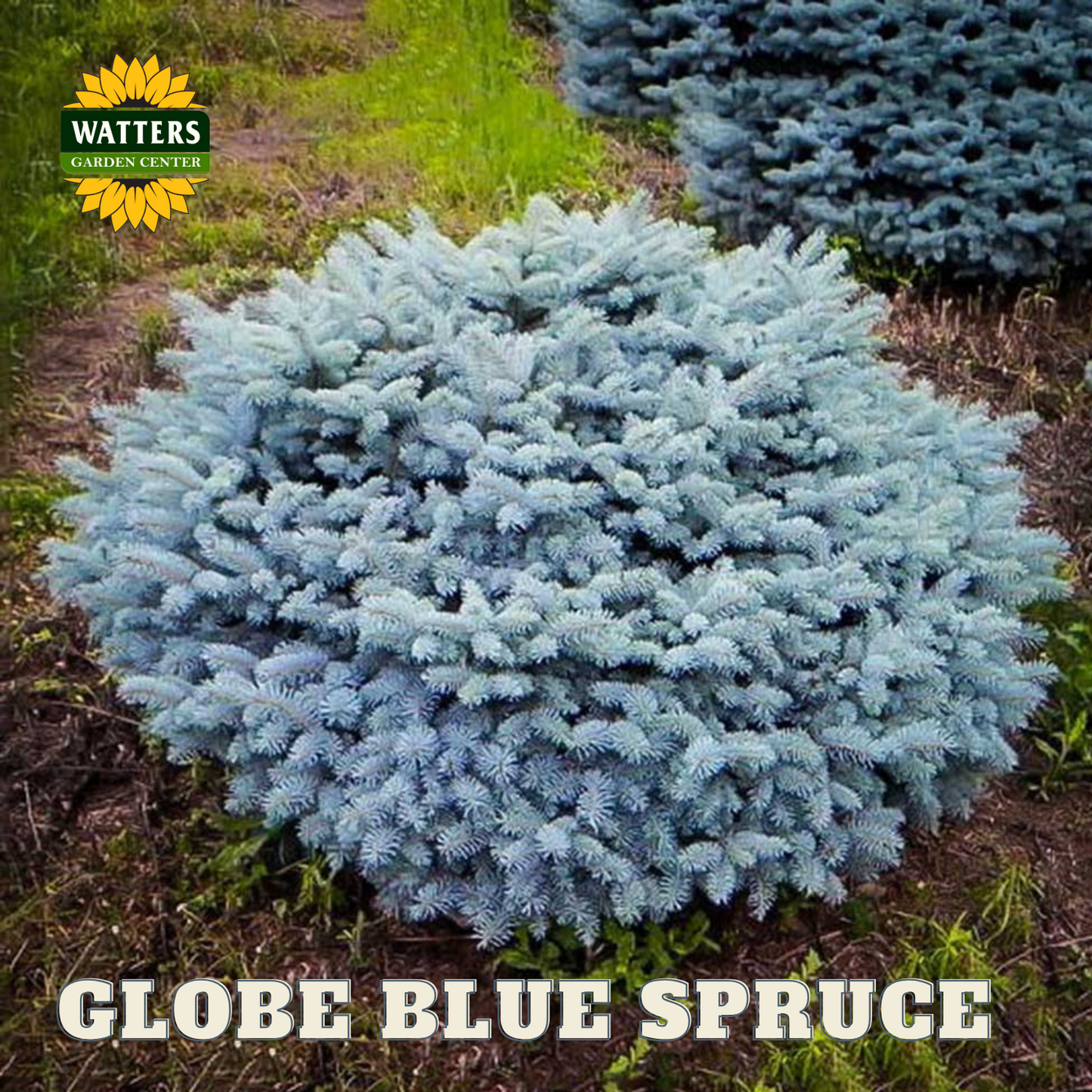 GLOBE SPRUCE 10gal