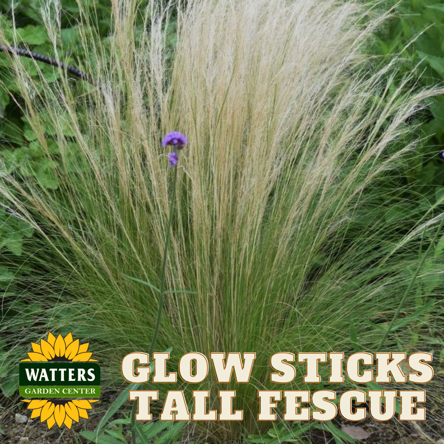 GLOW STICKS TALL FESCUE GRASS 1gal
