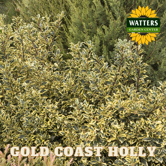 GOLD COAST HOLLY 5gal