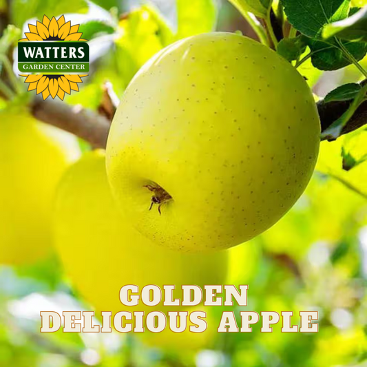 GOLDEN DELICIOUS APPLE 5gal