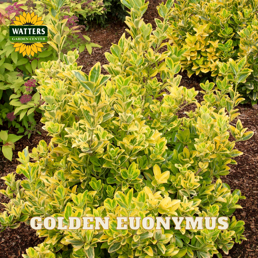 GOLDEN EUONYMUS 1gal