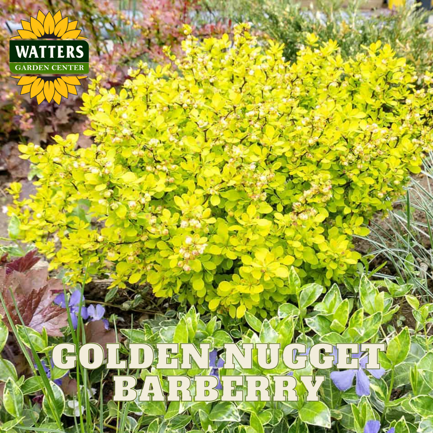 GOLDEN NUGGET BARBERRY 2gal