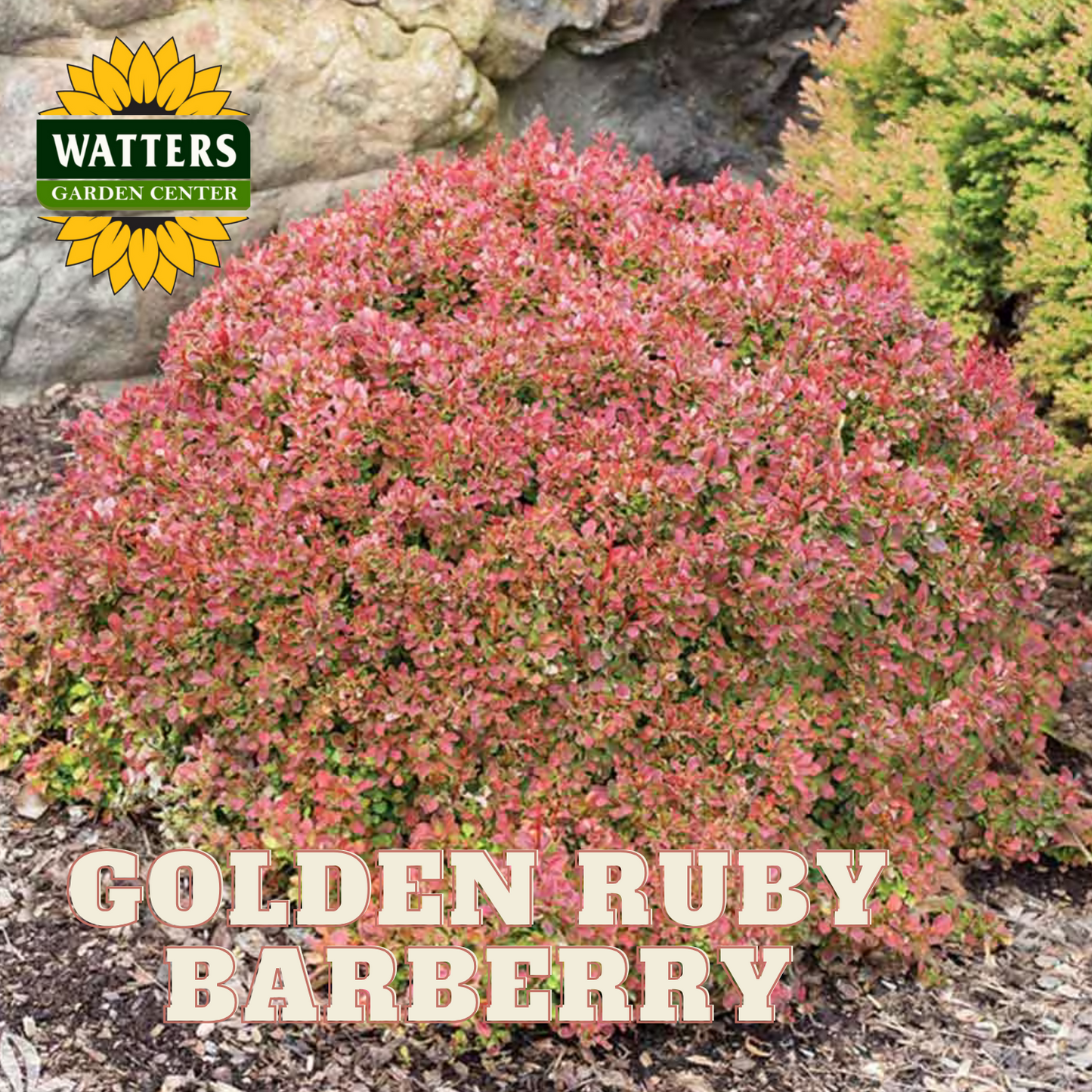 GOLDEN RUBY BARBERRY 2gal