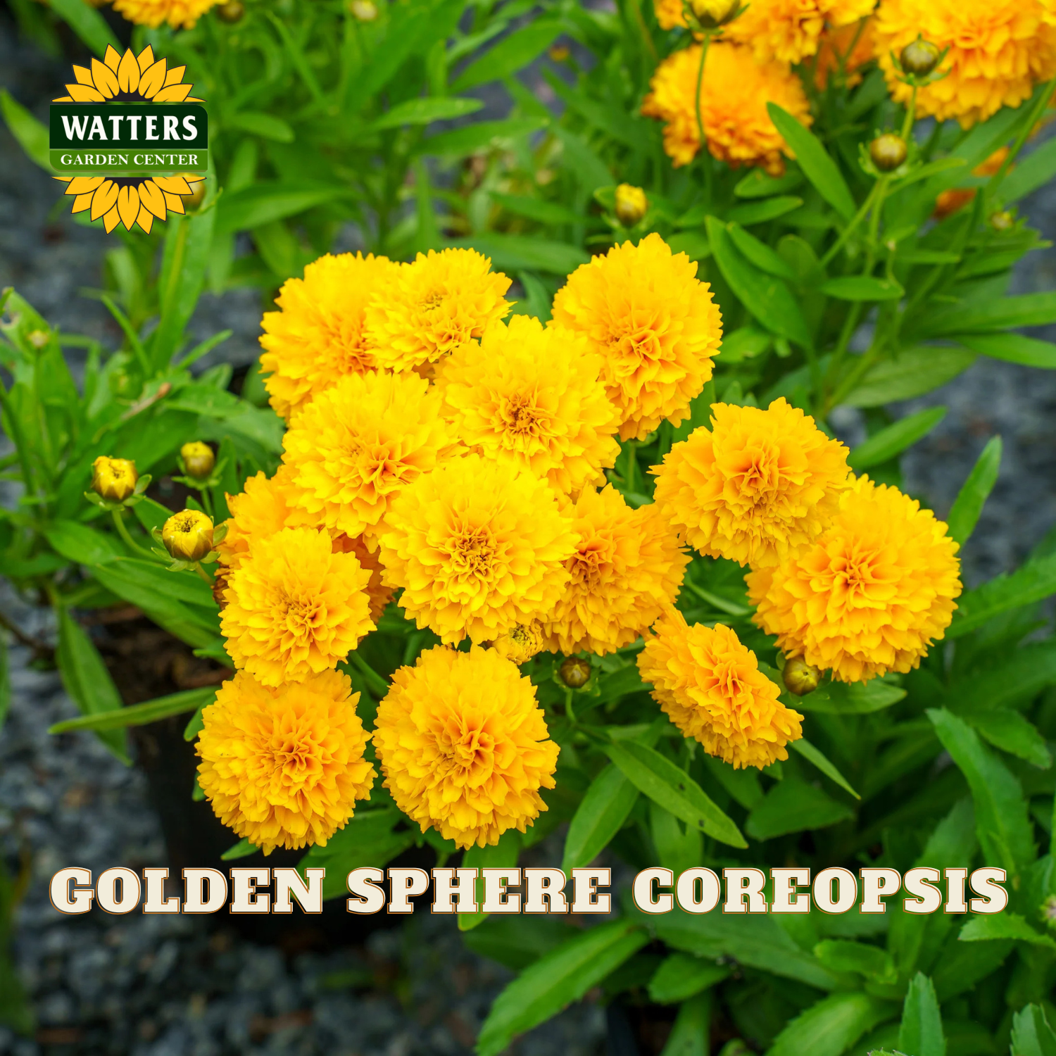 A cluster of bright golden yellow Coreopsis flowers with green foliage, shown in a garden-style setting. Text at the bottom reads 'GOLDEN SPHERE COREOPSIS' and a Watters Garden Centers logo appears in the upper left.