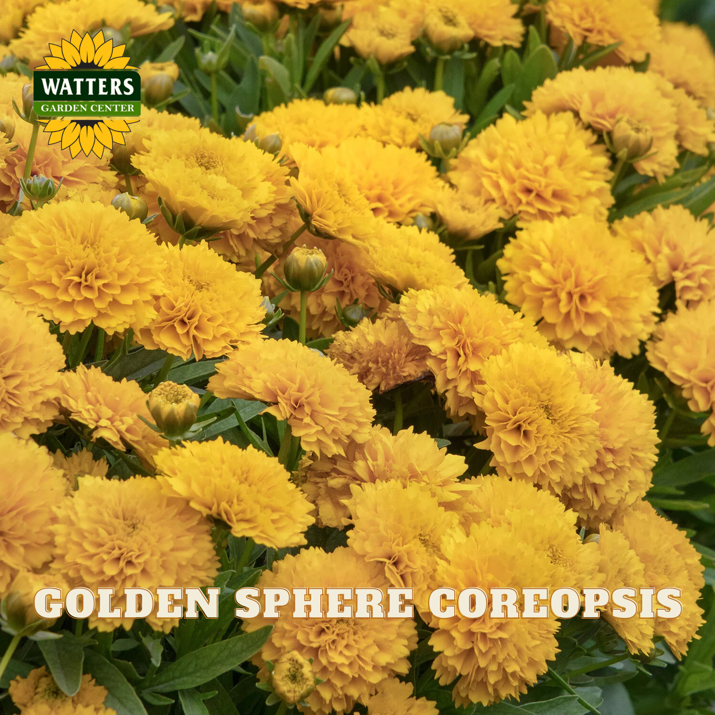 A close-up of many golden yellow marigold flowers with green foliage, overlaid with the text 'GOLDEN SPHERE COREOPSIS' and a Watters Garden Center logo in the upper left.