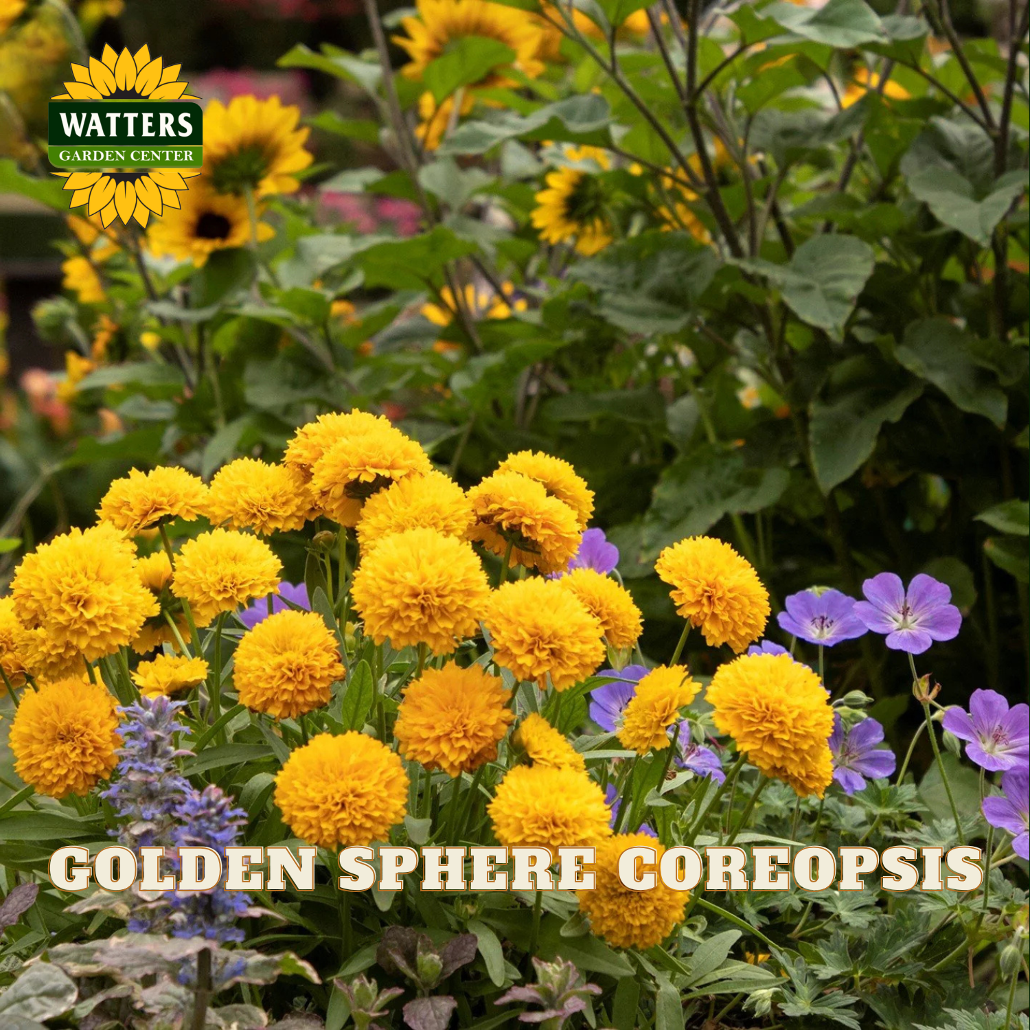 A cluster of bright yellow globe coreopsis flowers in bloom among green foliage, with purple flowers nearby. The Watters Garden Centers logo appears in the top left, and the text 'GOLDEN SPHERE COREOPSIS' is overlaid at the bottom.