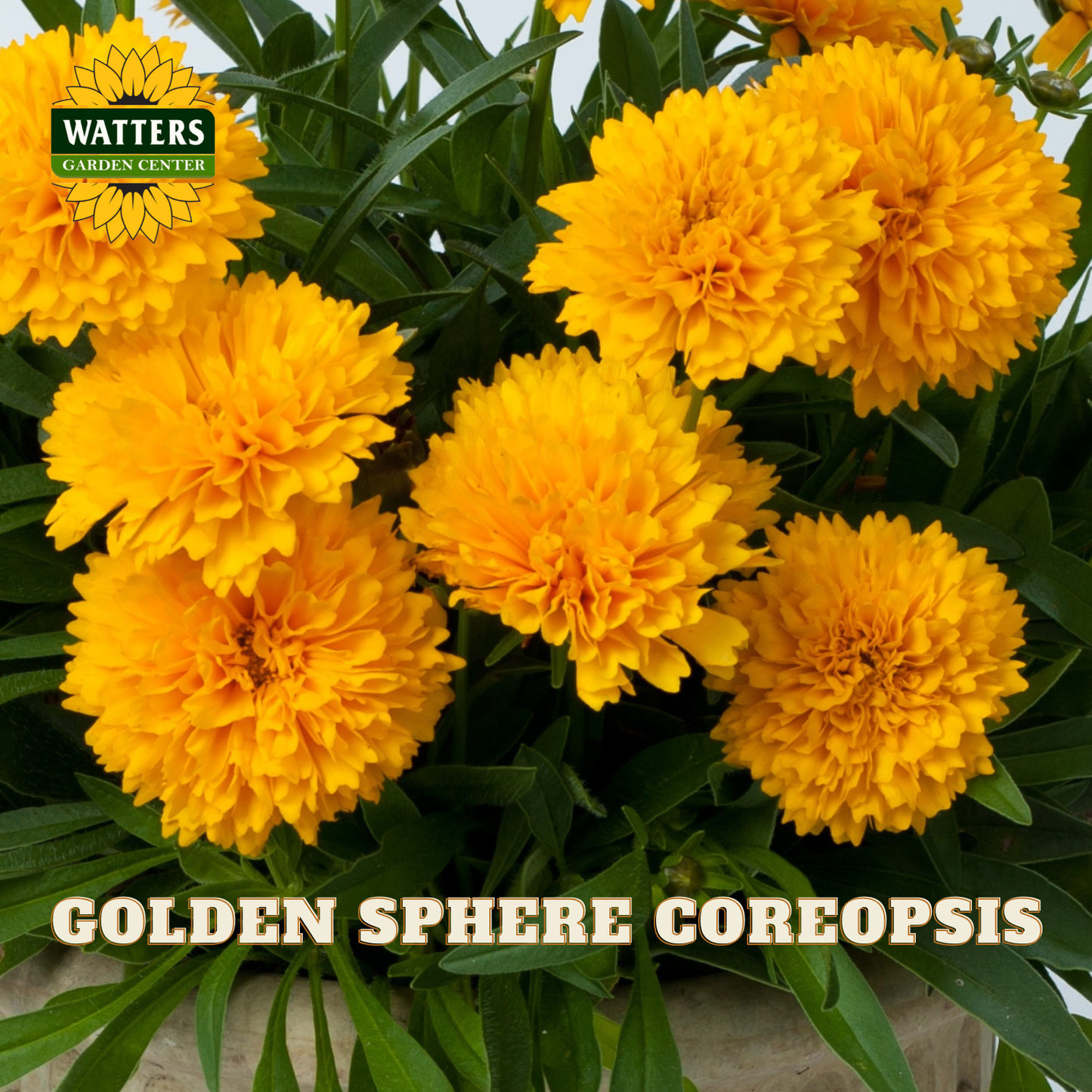 A close-up of bright golden yellow marigold flowers with green leaves, featuring the Watters Garden Centers logo in the top-left corner and the text 'GOLDEN SPHERE COREOPSIS' across the bottom.