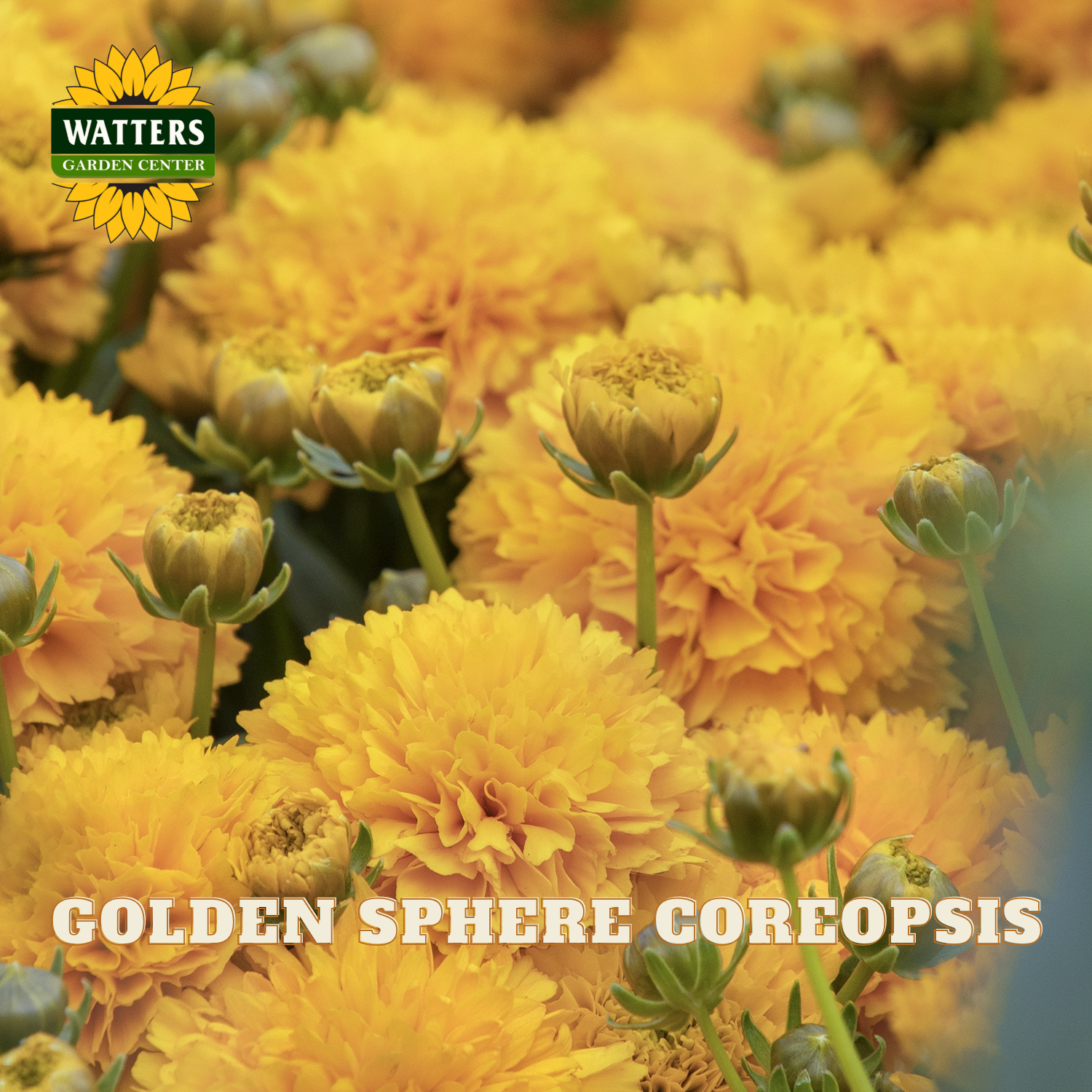 A close-up of many golden yellow marigold flowers with some buds, overlaid with the text 'GOLDEN SPHERE COREOPSIS' and a 'WATTERS GARDEN CENTER' logo in the top left.