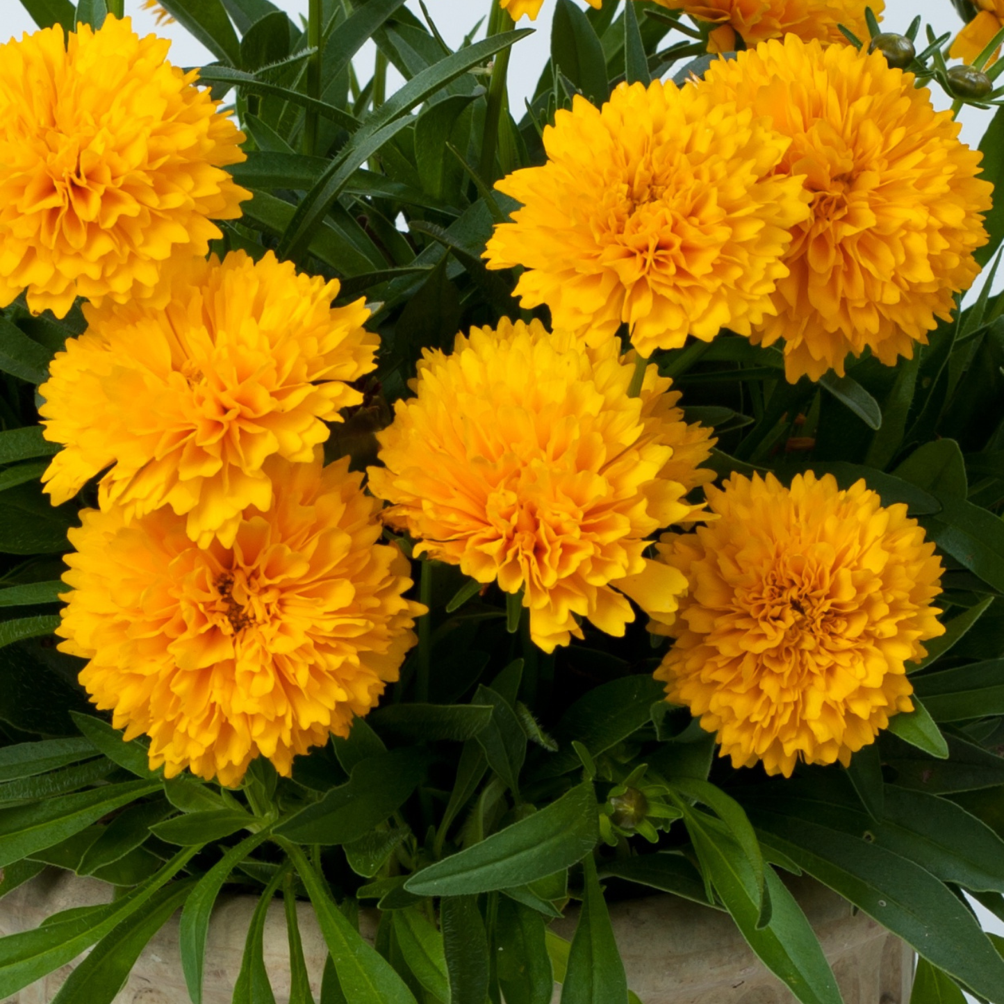 A close-up of bright yellow marigold flowers with green leaves, filling the frame.