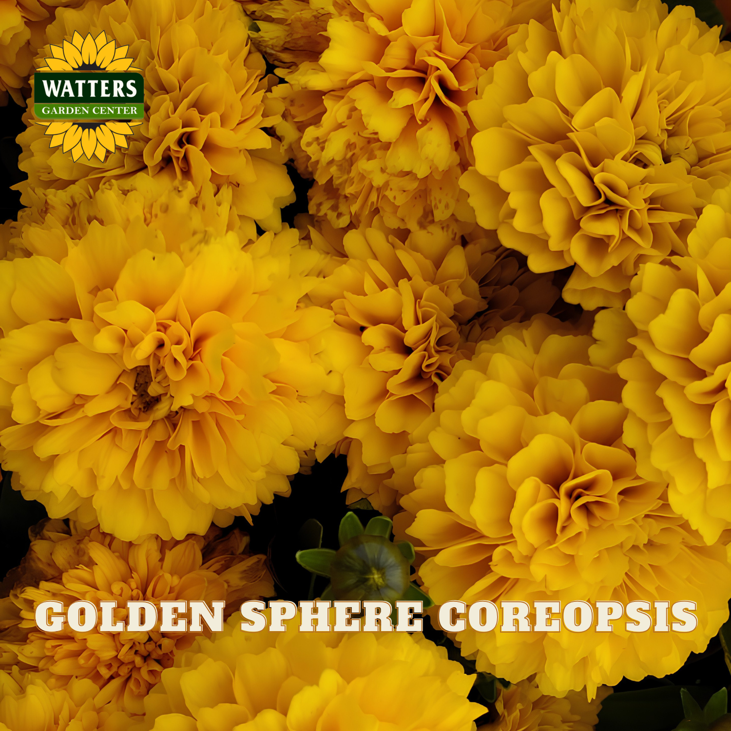 Close-up of bright yellow globe coreopsis flowers filling the frame, with a Watters Garden Center logo in the top left and the text 'GOLDEN SPHERE COREOPSIS' across the bottom.