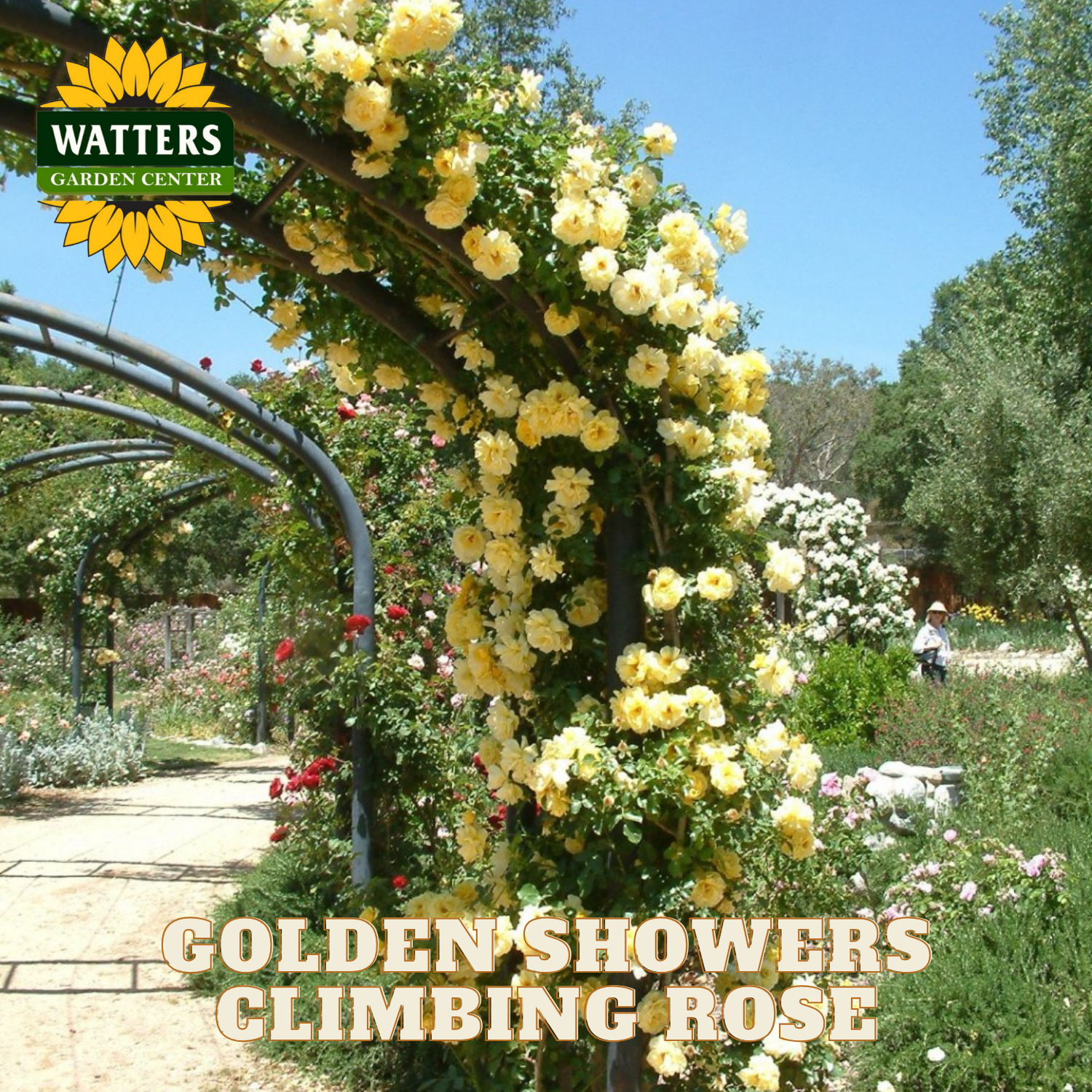 Yellow climbing rose archway with 'Watters Garden Center' branding in a garden setting.