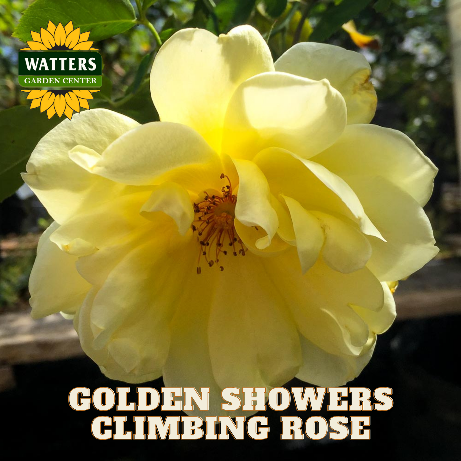 Yellow climbing rose with 'Watters Garden Center' logo and text overlay.
