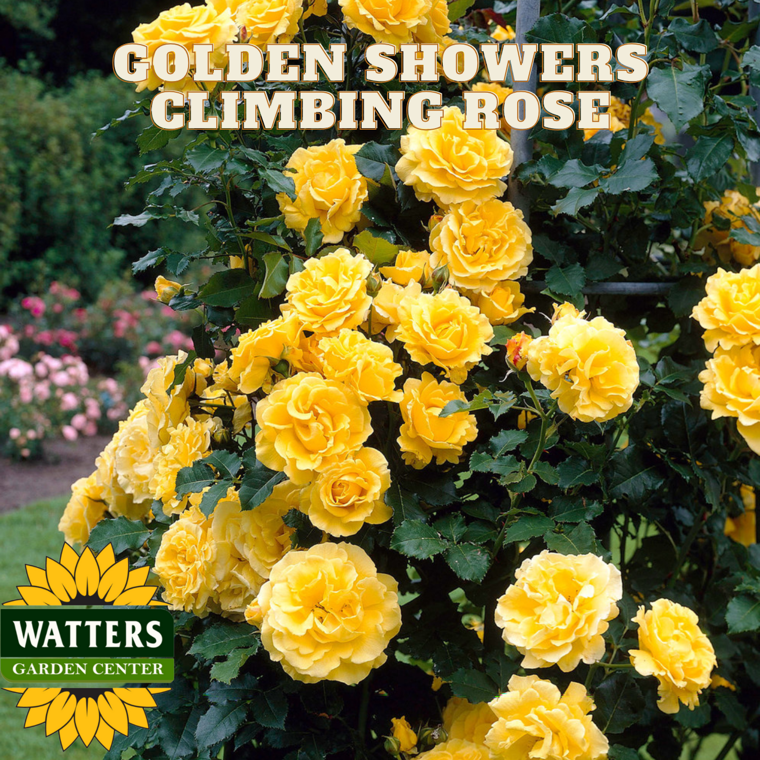 Yellow climbing roses with text 'Golden Showers Climbing Rose' and Watters Garden Center logo.