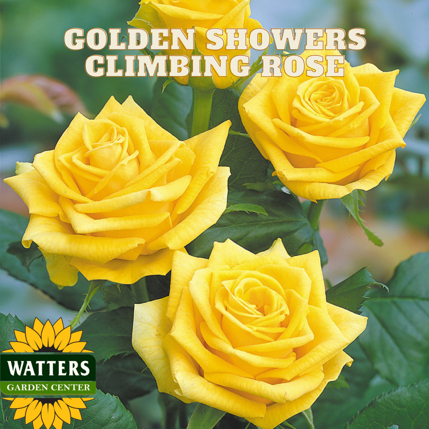 ゴールドスター　シャワーズ GOLDEN SHOWERS CLIMBING ROSE 3gal – Watters Garden Center