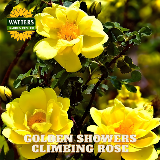 Yellow climbing rose with Watters Garden Center logo and text overlay.