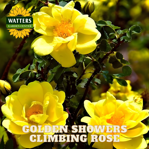 ゴールドスター　シャワーズ GOLDEN SHOWERS CLIMBING ROSE 3gal – Watters Garden Center