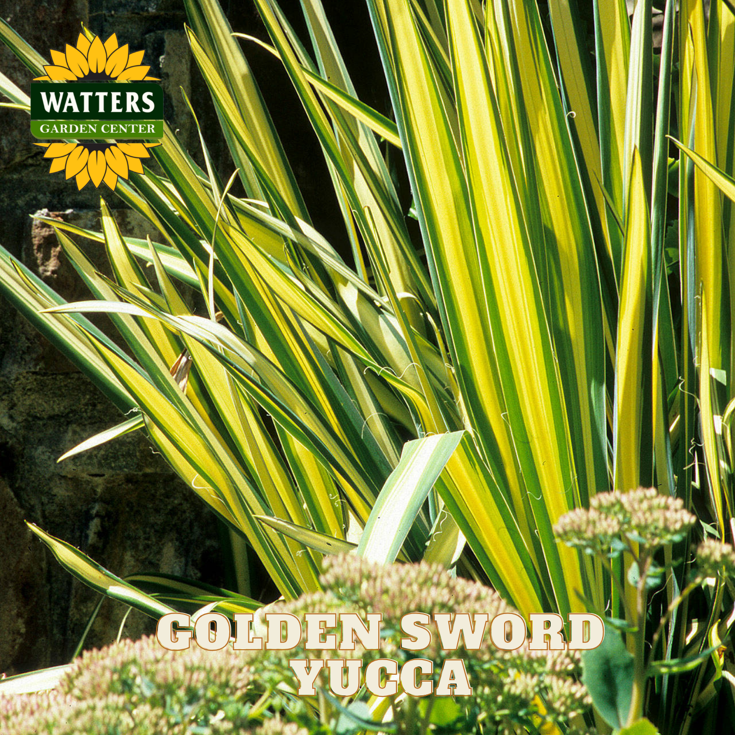 Golden Sword Yucca plant with Watters Garden Center logo