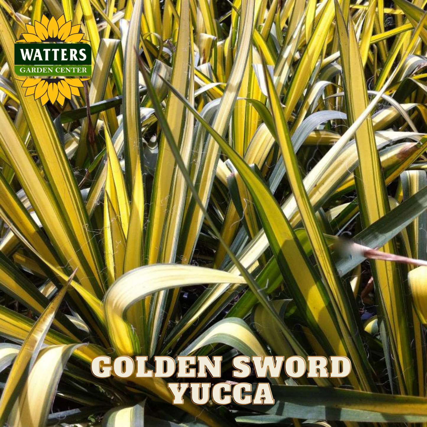 Gold and green yucca plant with Watters Garden Center logo.