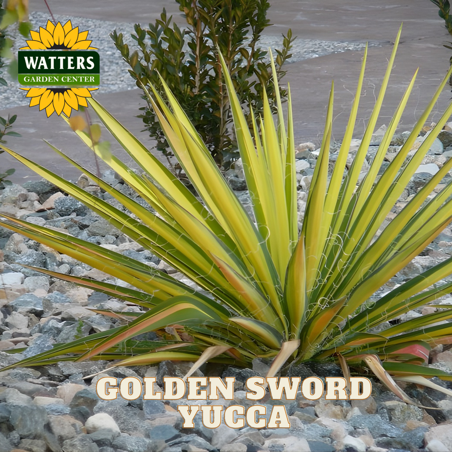 Golden sword yucca plant with Watters Garden Center logo in the corner.