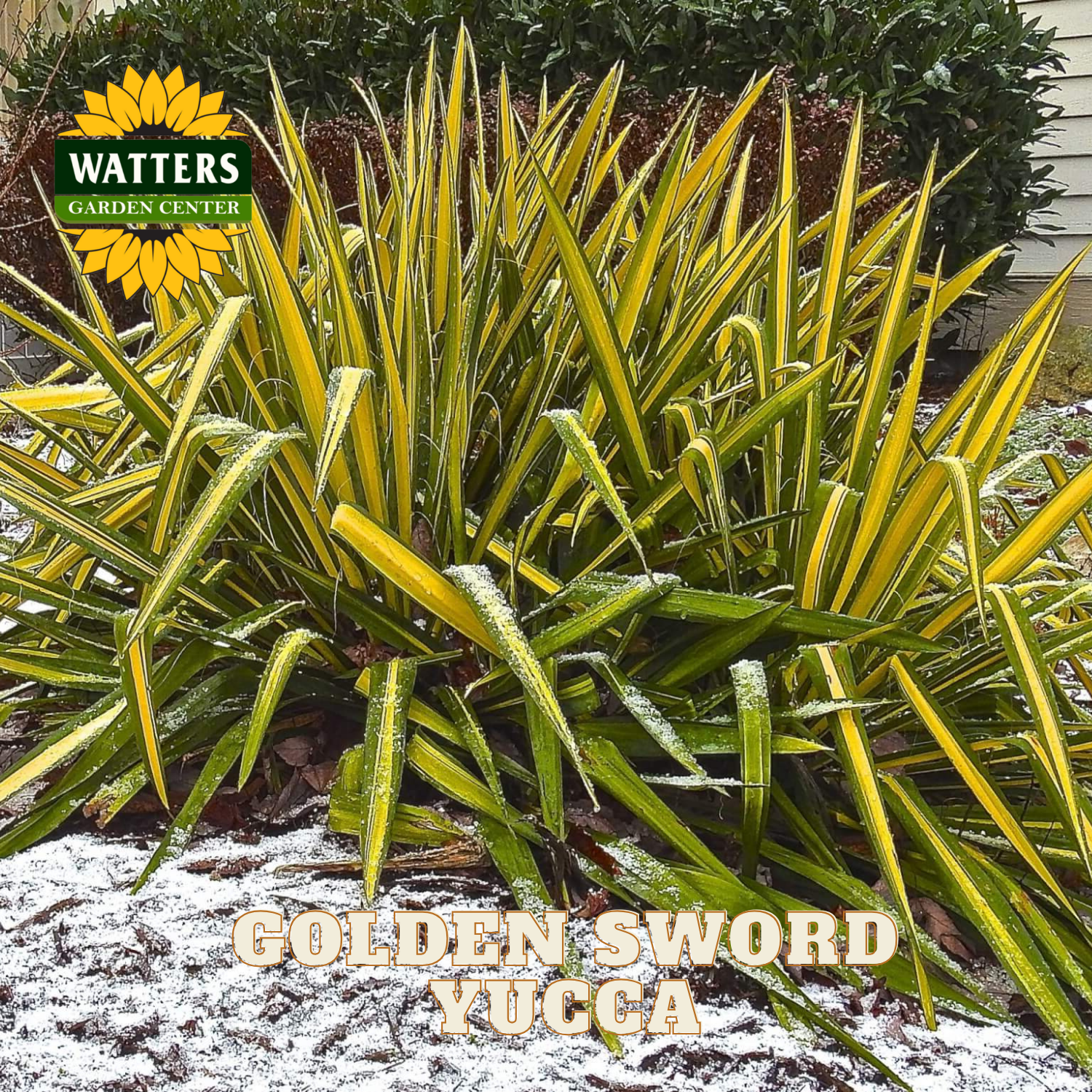 Garden plant labeled 'Golden Sword Yucca' with Watters Garden Center logo.