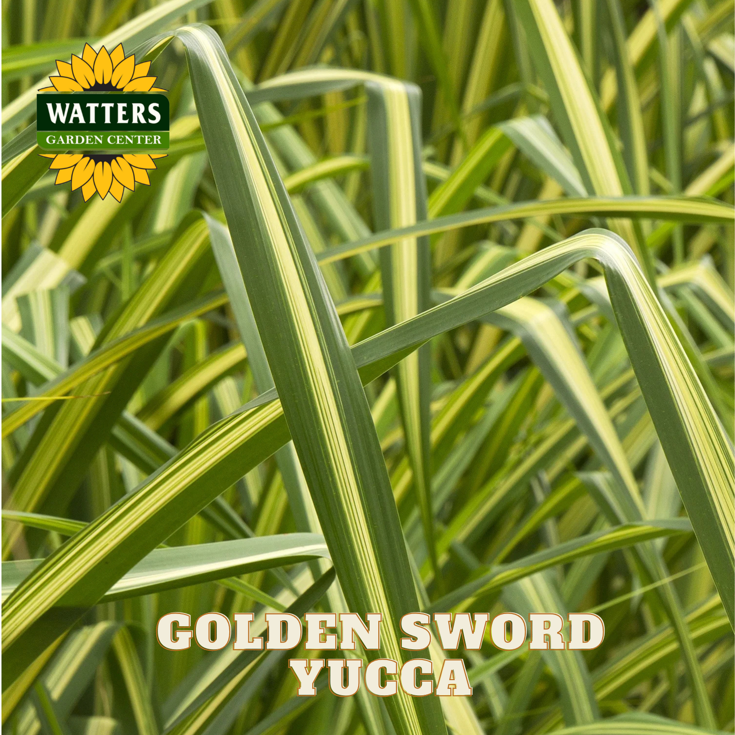 Close-up of green yucca plants with Watters Garden Center logo.