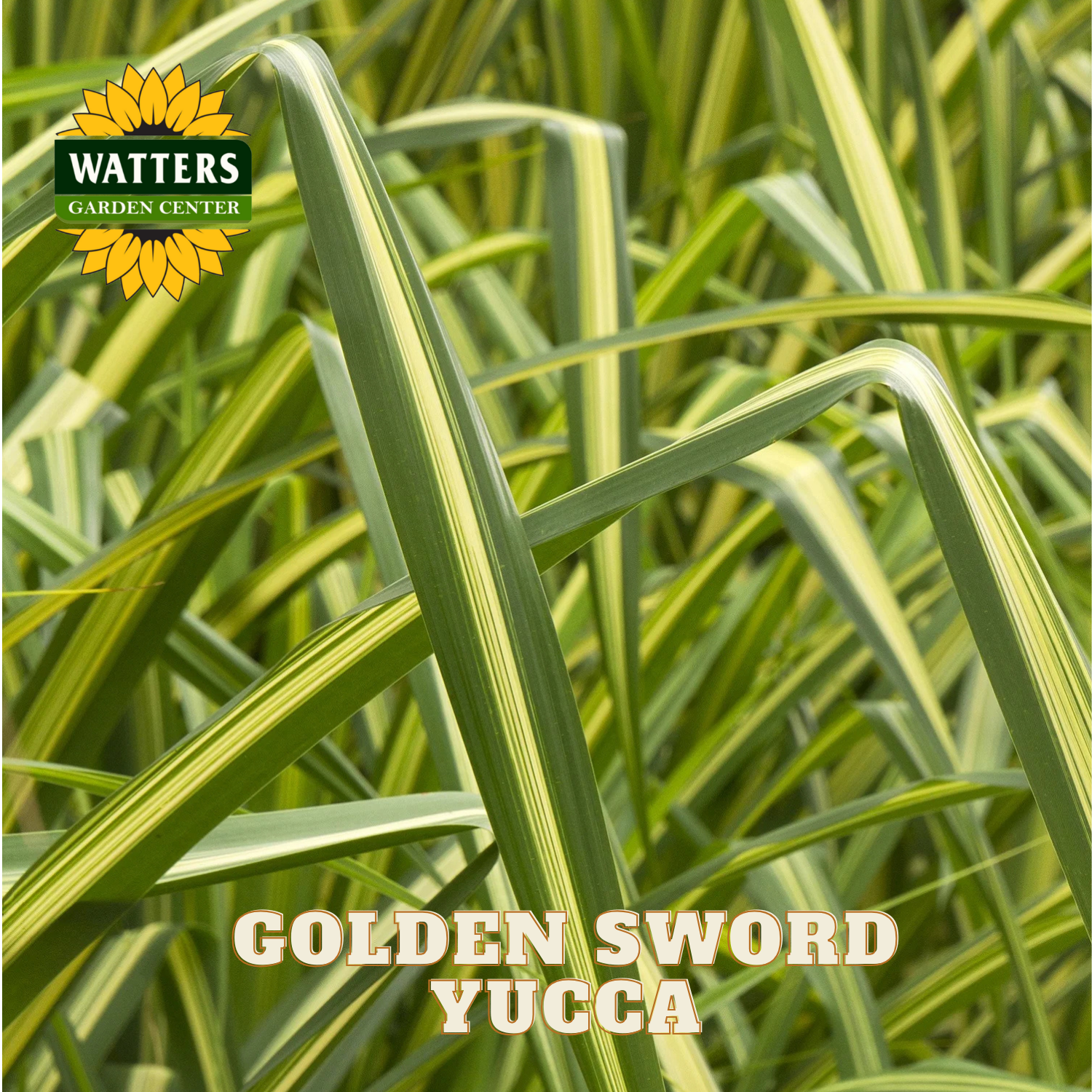 Close-up of green yucca plants with Watters Garden Center logo.