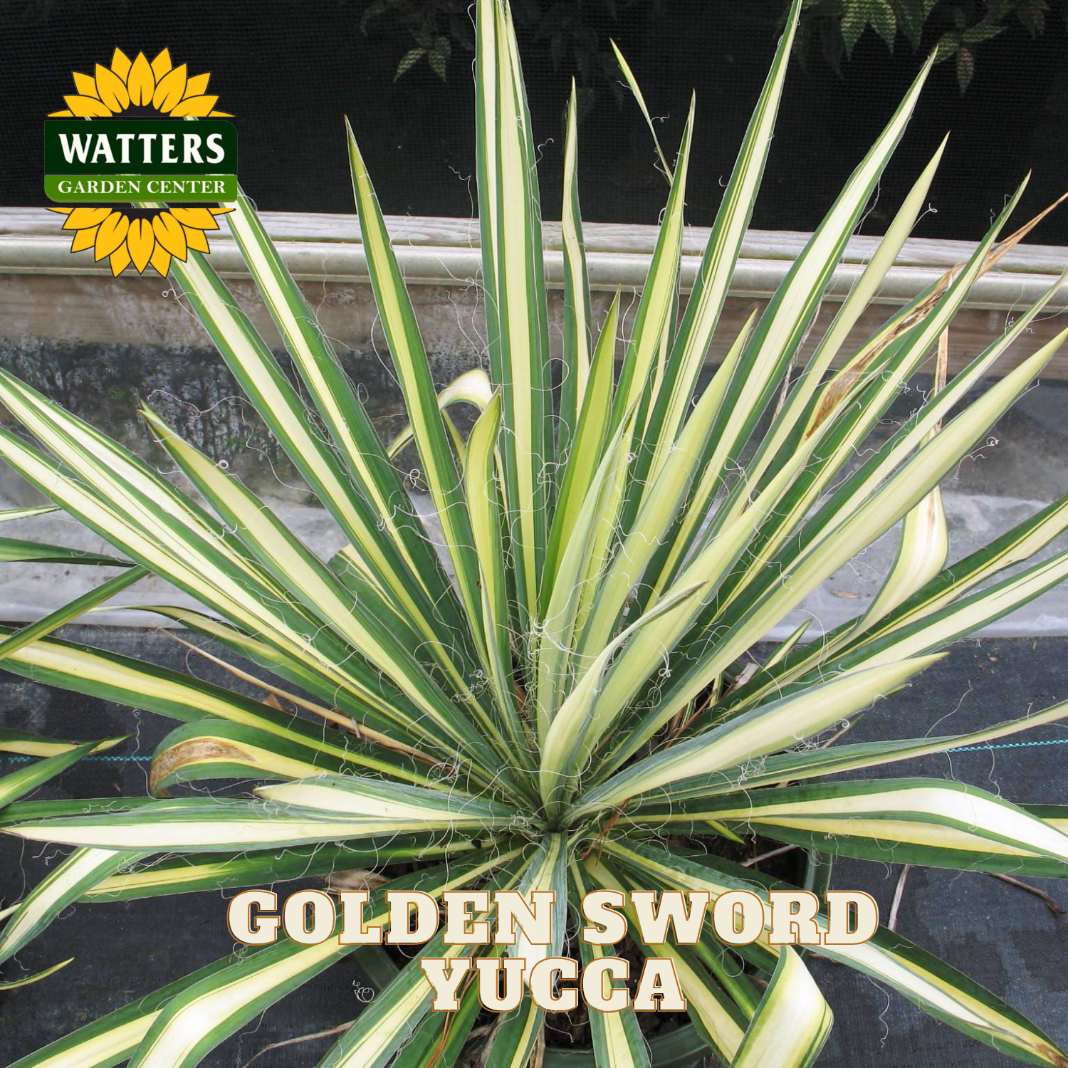 Golden Sword Yucca plant with Watters Garden Center logo