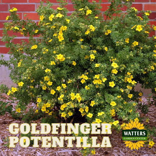 GOLDFINGER POTENTILLA 1gal