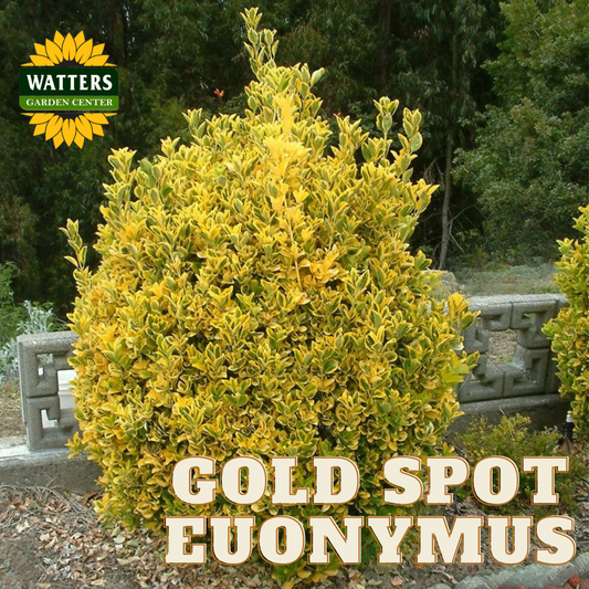 GOLD SPOT EUONYMUS 1gal