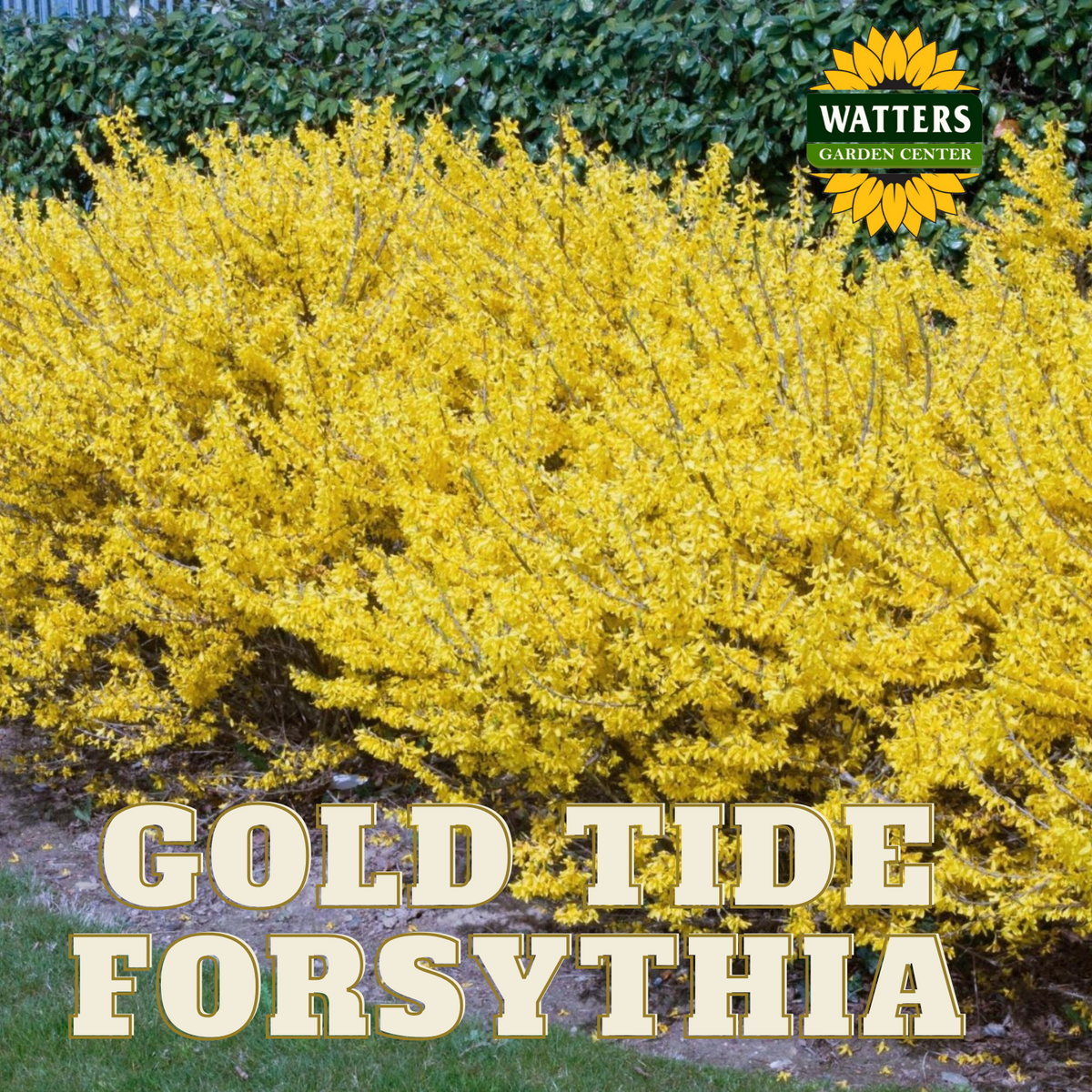 A vibrant display of yellow flowers from a Gold Tide Forsythia shrub, with the text 'GOLD TIDE FORSYTHIA' overlaid on the image.