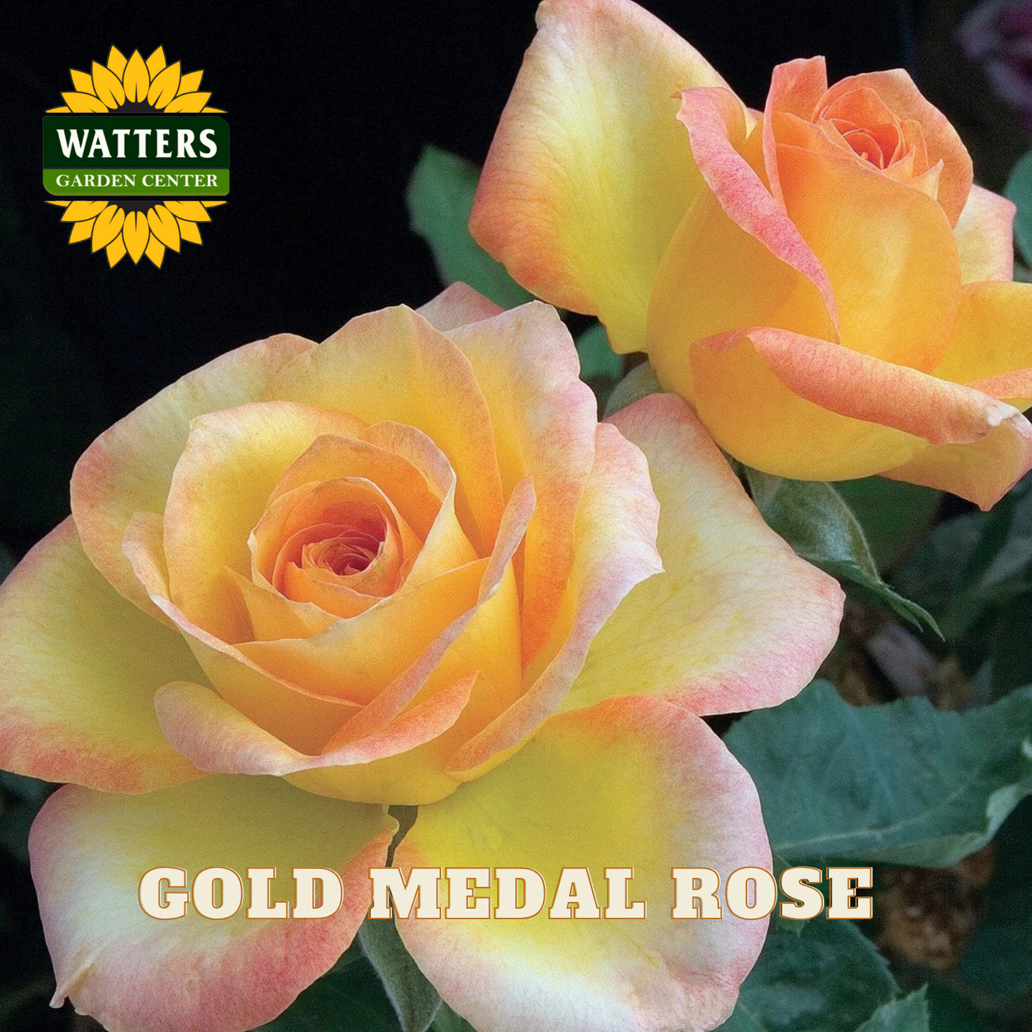 Two gold medal roses with a Watters Garden Center logo in the corner.