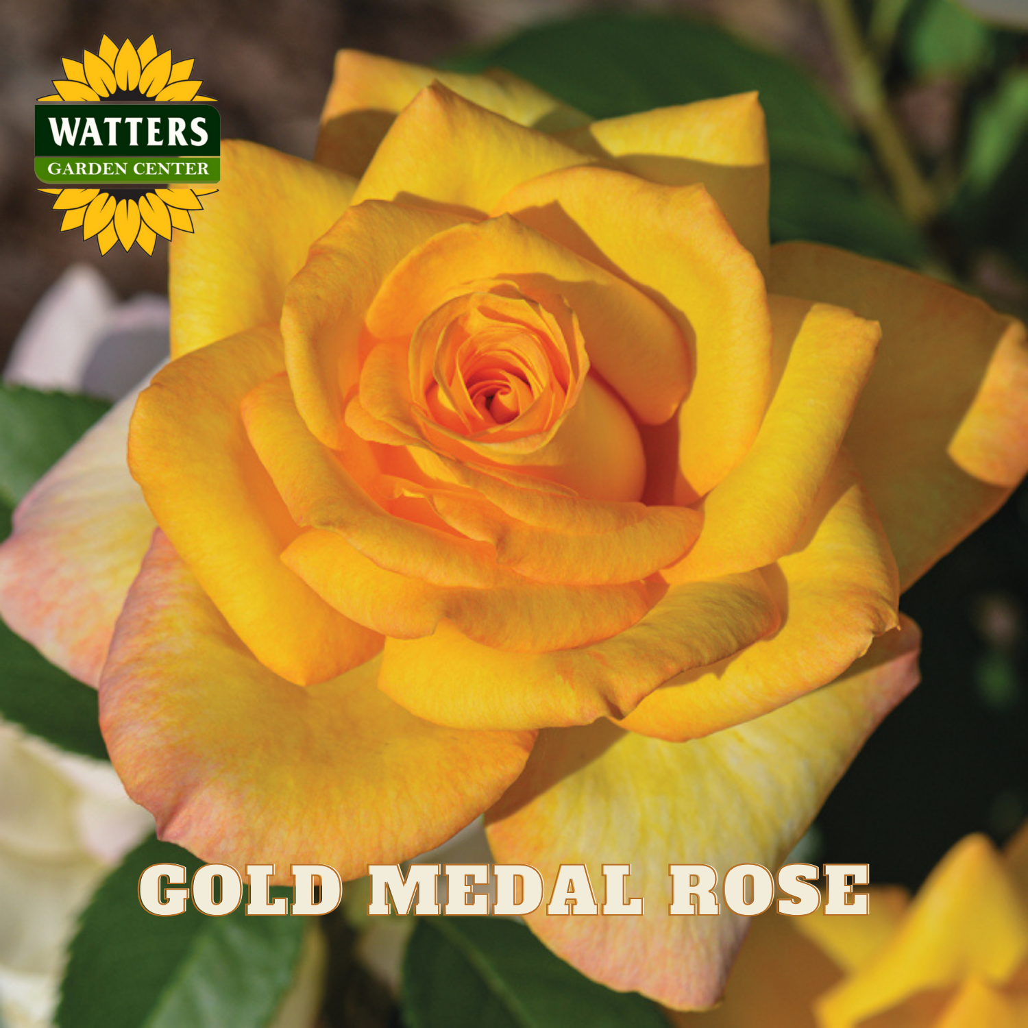 Yellow rose with 'Watters Garden Center' logo and 'Gold Medal Rose' text.