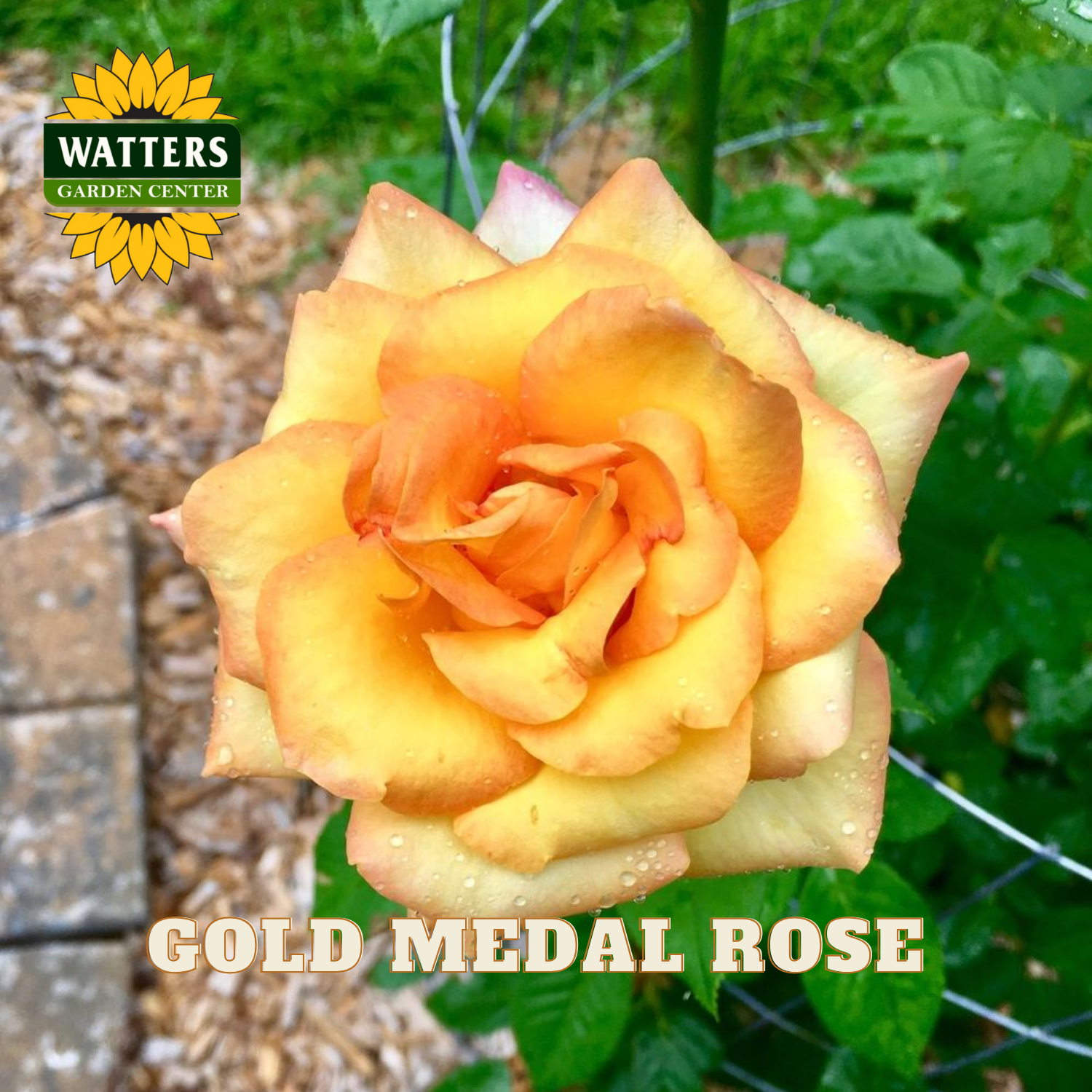 Gold Medal Rose with Watters Garden Center logo in the corner