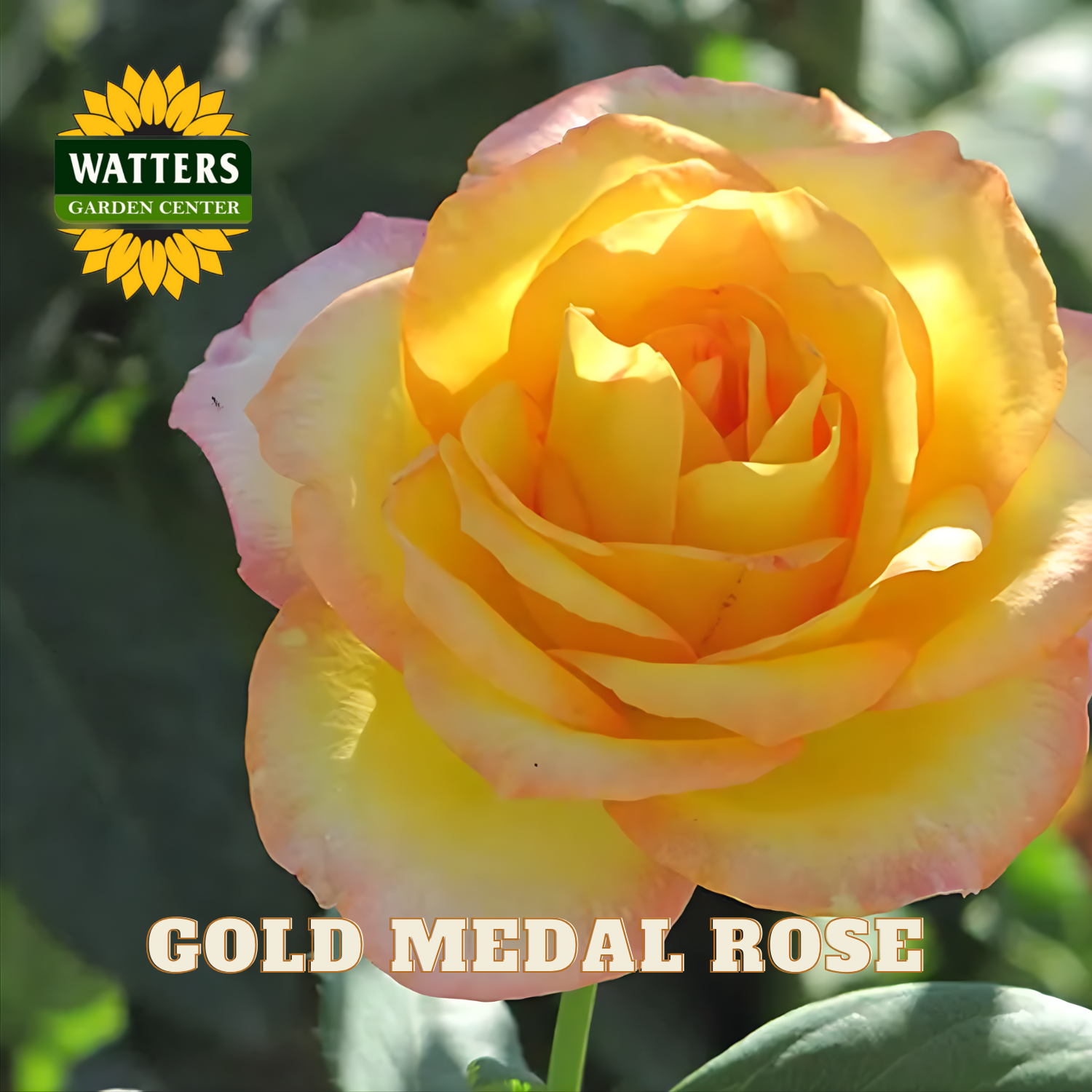Yellow and pink rose with Watters Garden Center logo and 'Gold Medal Rose' text.
