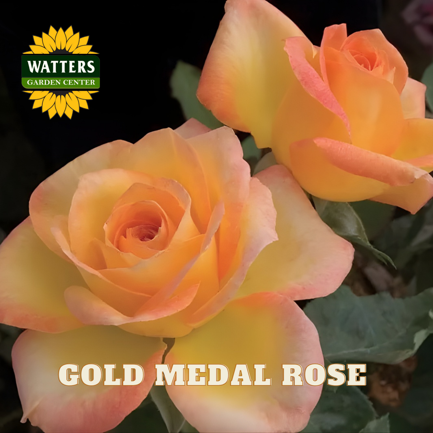 Close-up of gold medal roses with Watters Garden Center logo.