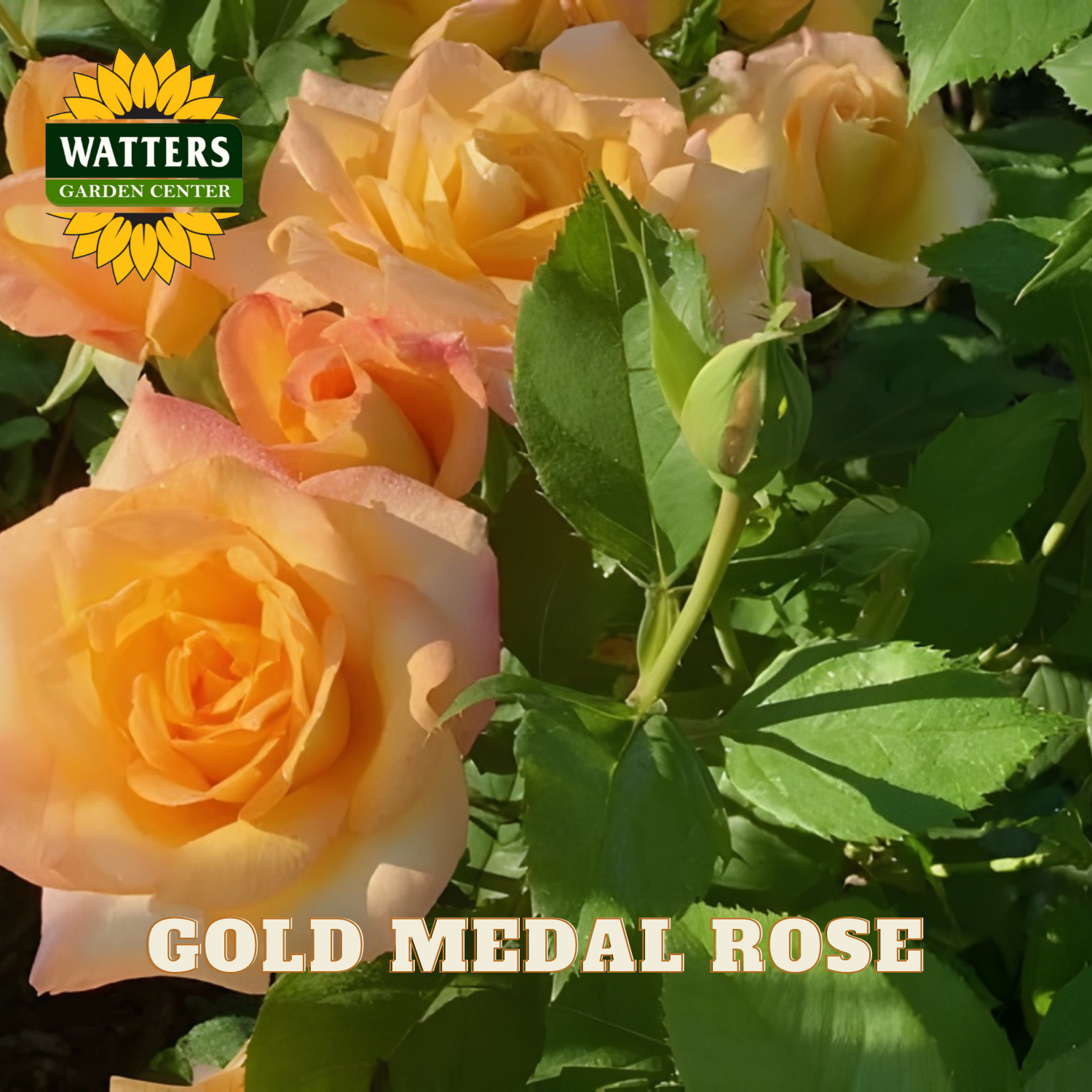 Gold Medal Rose with Watters Garden Center logo