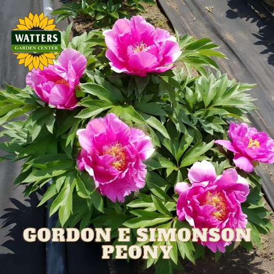 Pink peony flowers with green leaves, branded 'Watters Garden Center'.