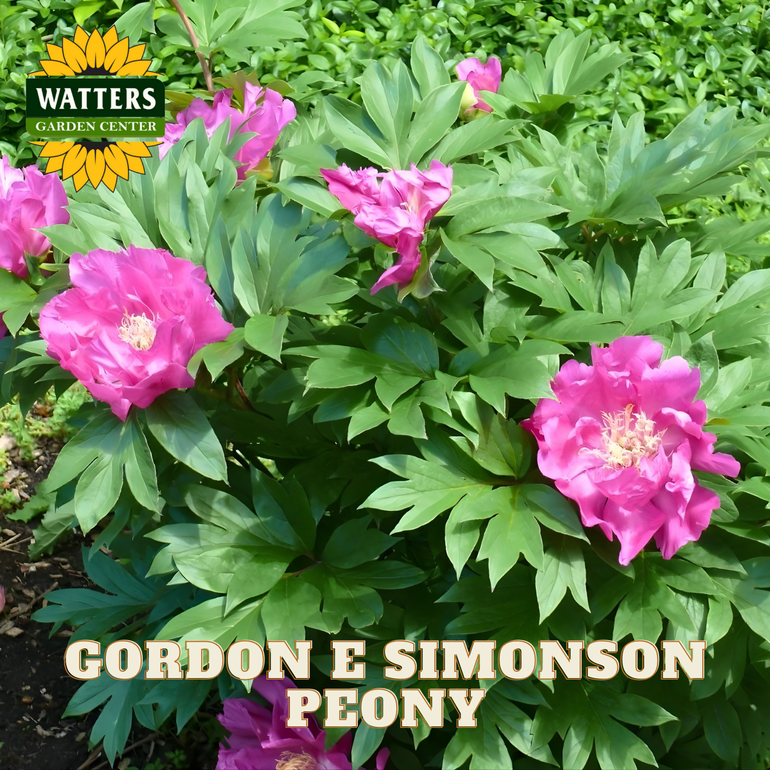 Gordon E Simonson peony plant with pink flowers and green leaves, branded with Watters Garden Center.
