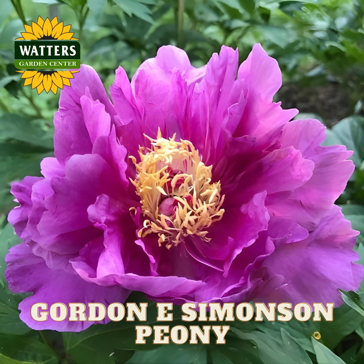 Purple peony flower with yellow center, labeled 'Gordon E Simonson Peony' and 'Watters Garden Center'.