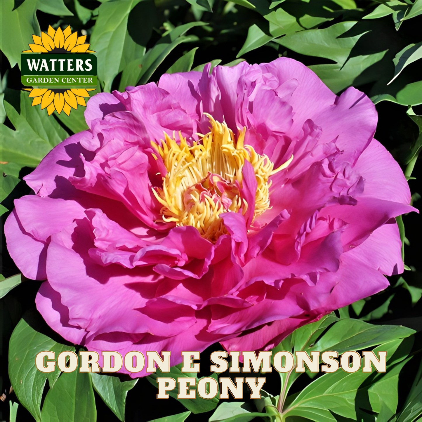 Pink peony flower with yellow center on green leaves, Watters Garden Center logo visible