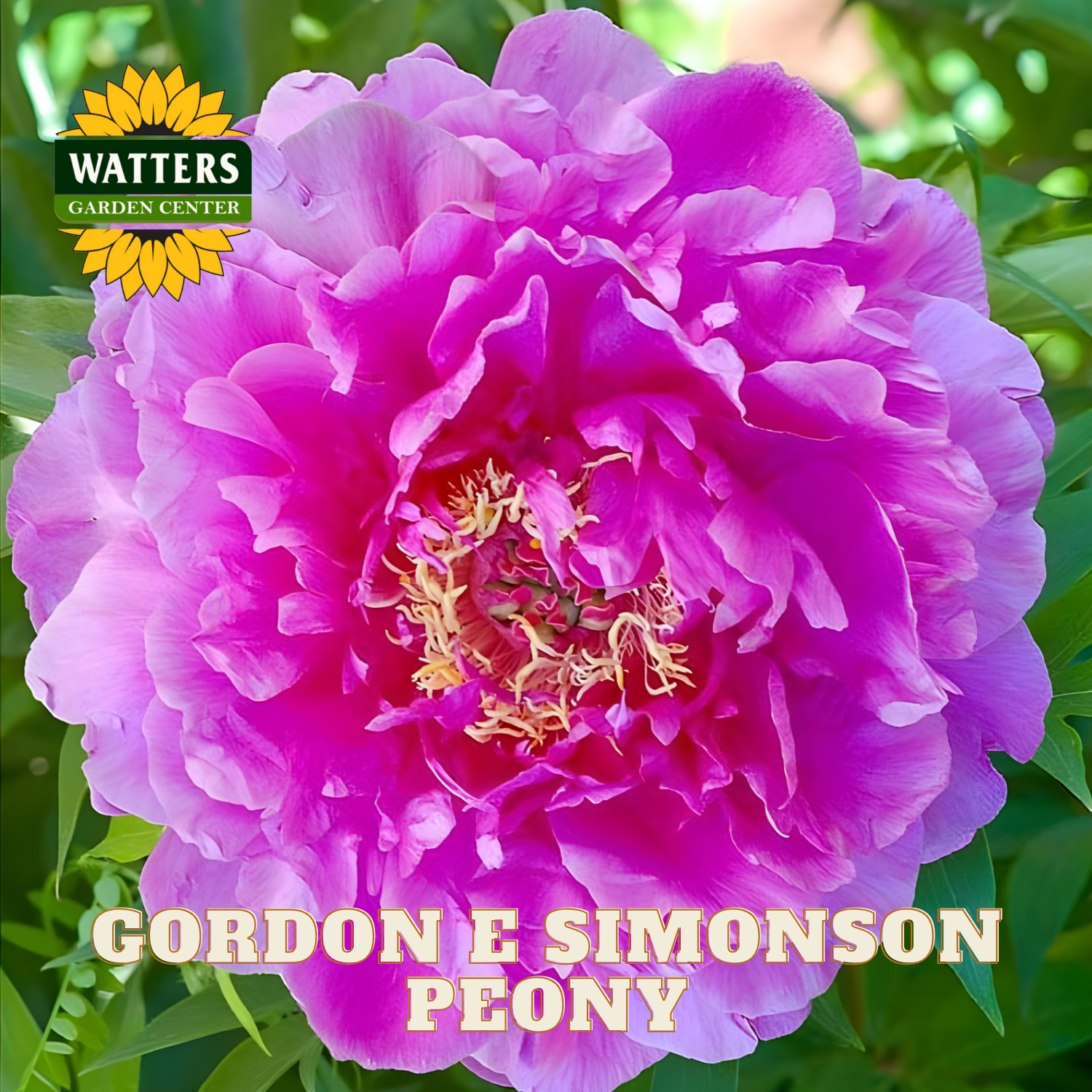 Pink peony flower with 'Watters Garden Center' logo and 'Gordon E Simonson Peony' text.