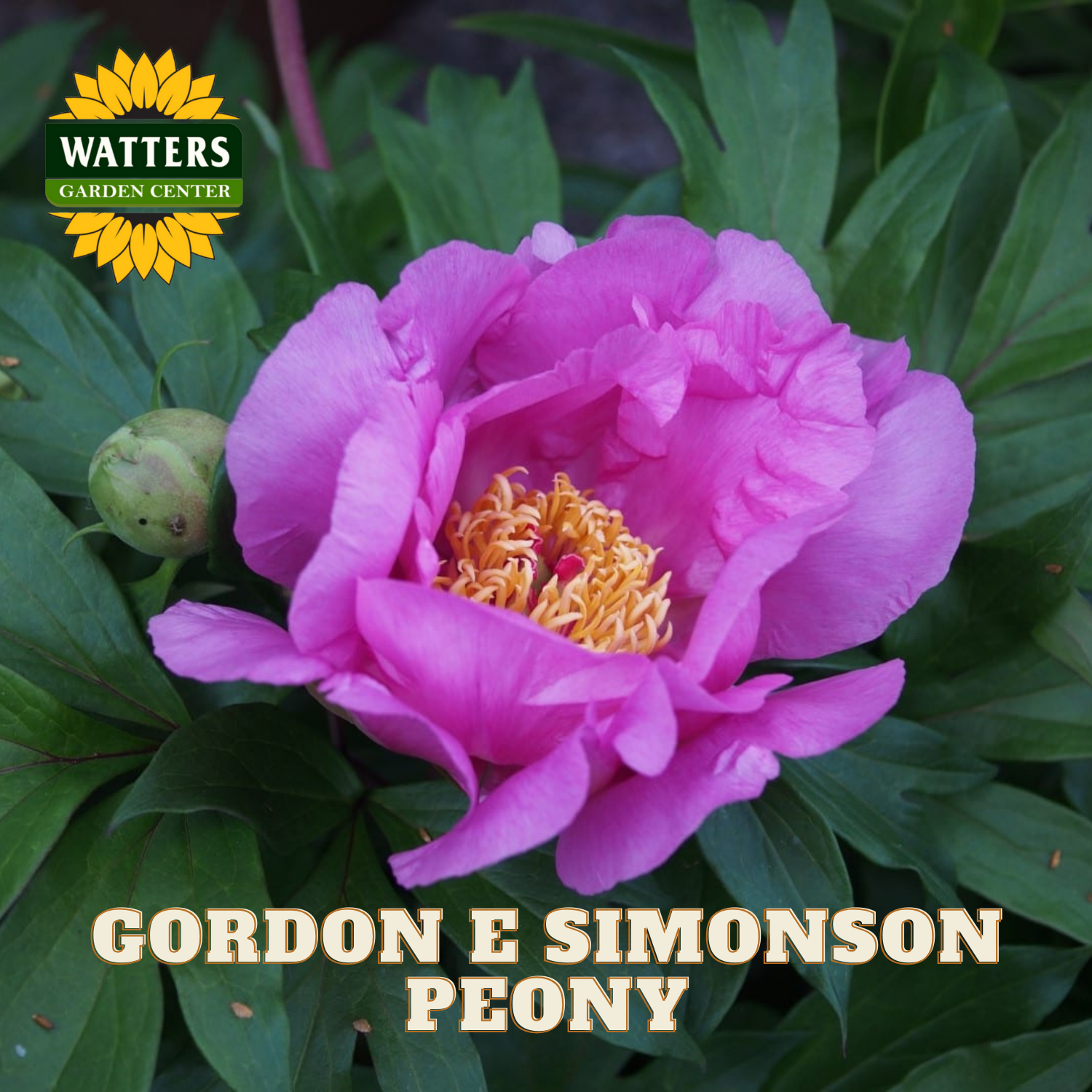 Pink peony flower with green leaves and Watters Garden Center logo.