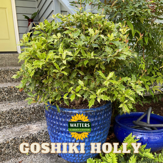 GOSHIKI OSMANTHUS HOLLY 5gal