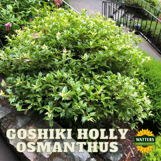 GOSHIKI HOLLY OSMANTHUS 2gal