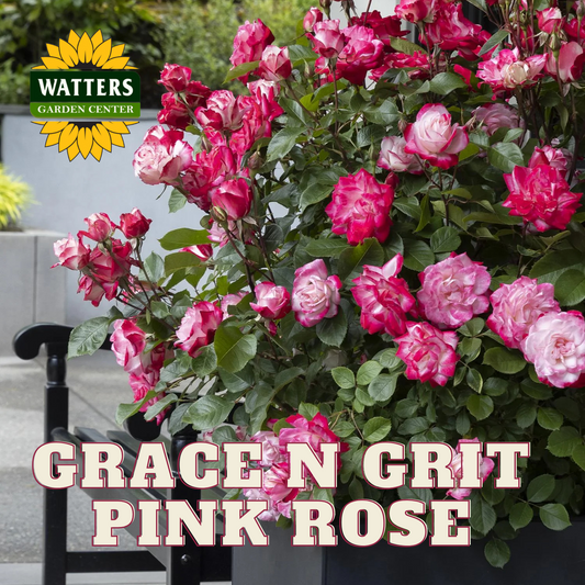 GRACE N GRIT PINK BICOLOR SHRUB ROSE 2gal