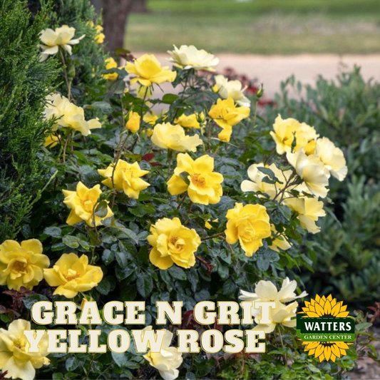 GRACE N GRIT YELLOW ROSE 2gal