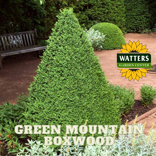 GREEN MOUNTAIN BOXWOOD 1gal